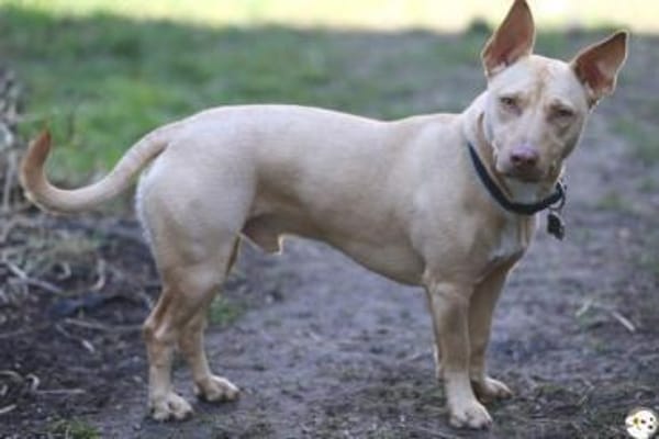 Filou Podenco-Maneto Mix