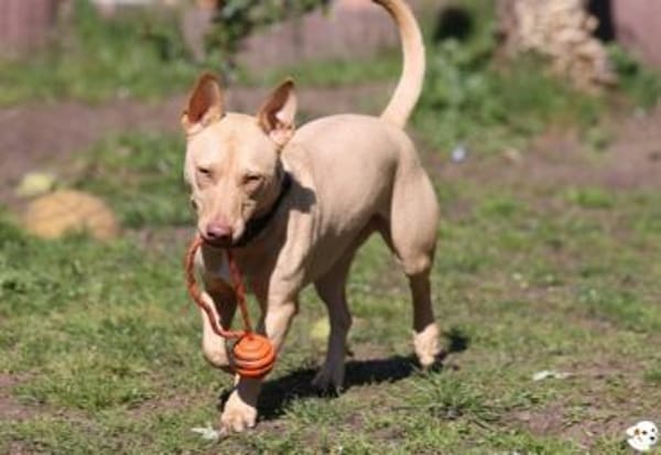 Filou Podenco-Maneto Mix