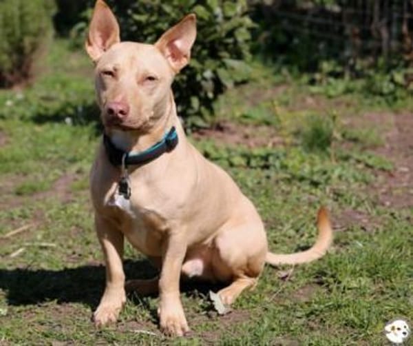 Filou Podenco-Maneto Mix