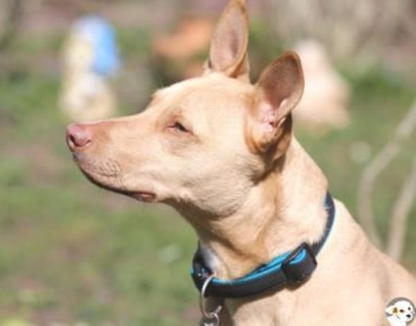 Filou Podenco-Maneto Mix