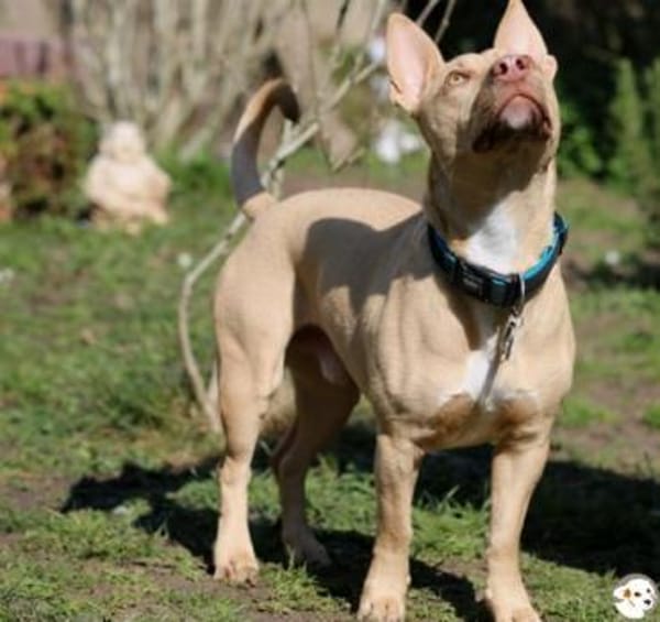 Filou Podenco-Maneto Mix