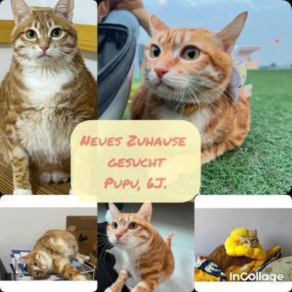 Vermittlungshilfe für Katerchen PUPU❤