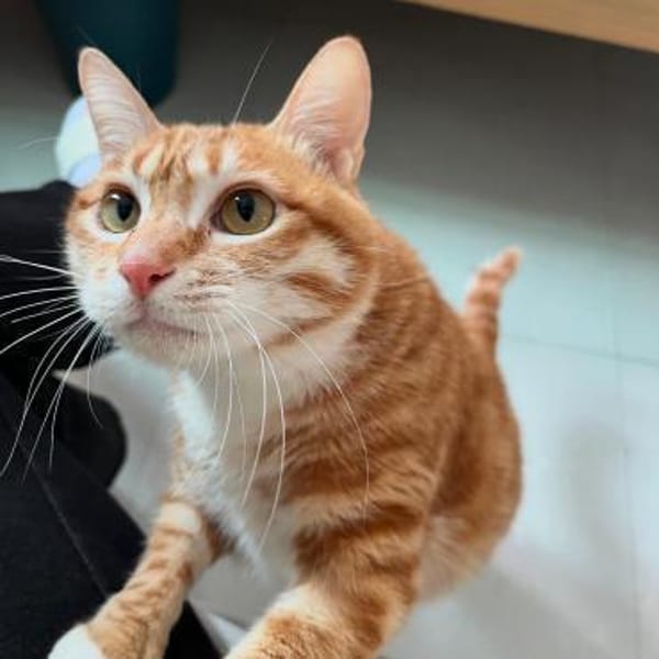 Vermittlungshilfe für Katerchen PUPU❤