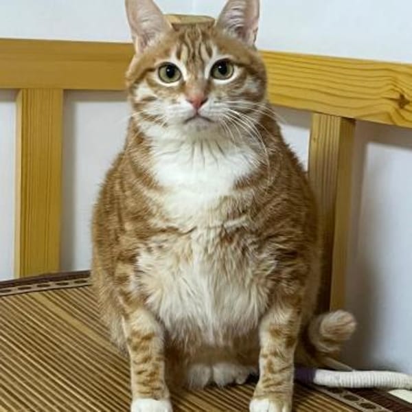 Vermittlungshilfe für Katerchen PUPU❤