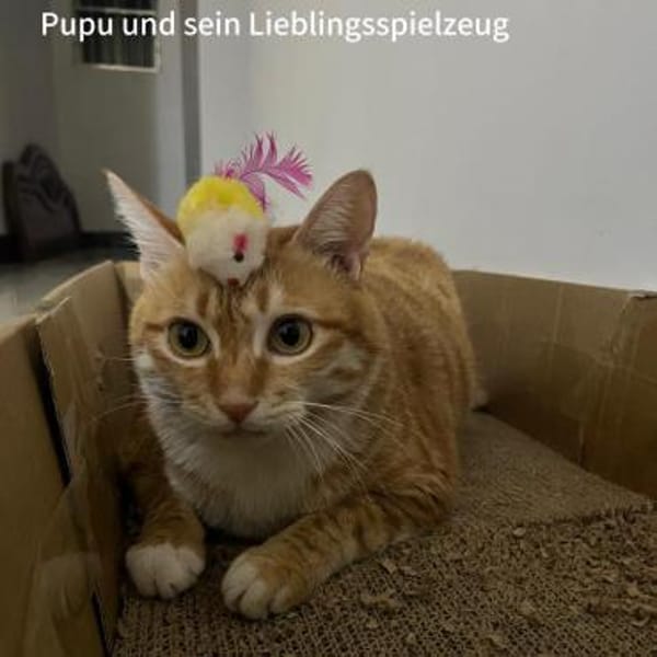 Vermittlungshilfe für Katerchen PUPU❤