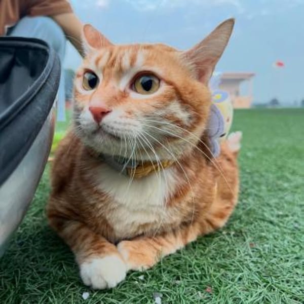 Vermittlungshilfe für Katerchen PUPU❤