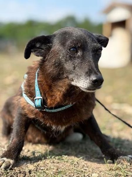 Agnes  kleines Herz sucht ihr Zuhause