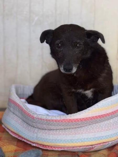 Agnes  kleines Herz sucht ihr Zuhause