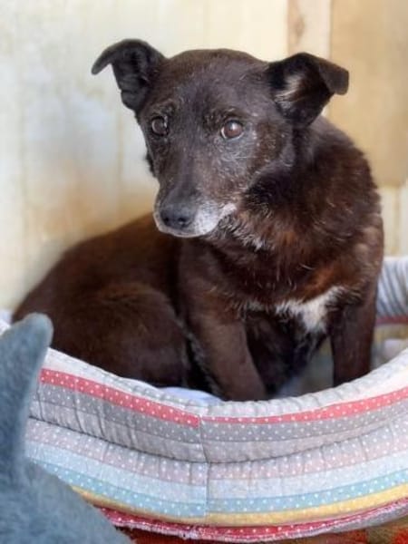 Agnes  kleines Herz sucht ihr Zuhause