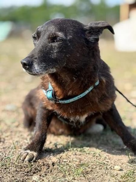 Agnes  kleines Herz sucht ihr Zuhause