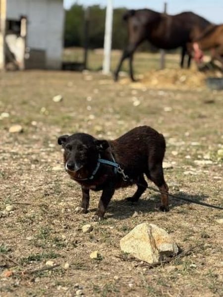 Agnes  kleines Herz sucht ihr Zuhause
