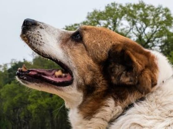 Martin  ein treuer Kerl