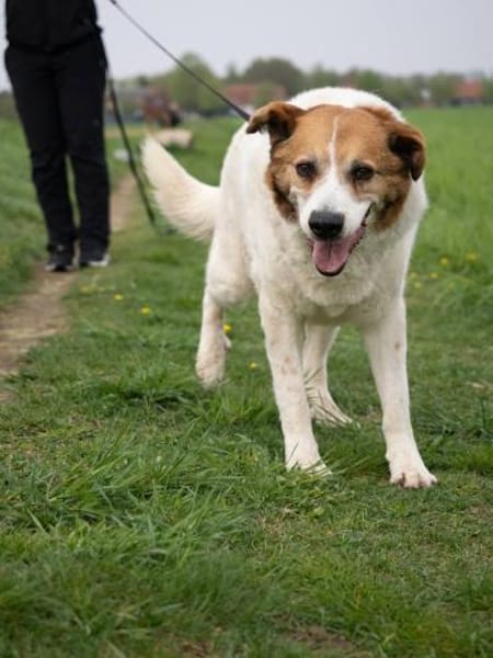 Martin  ein treuer Kerl