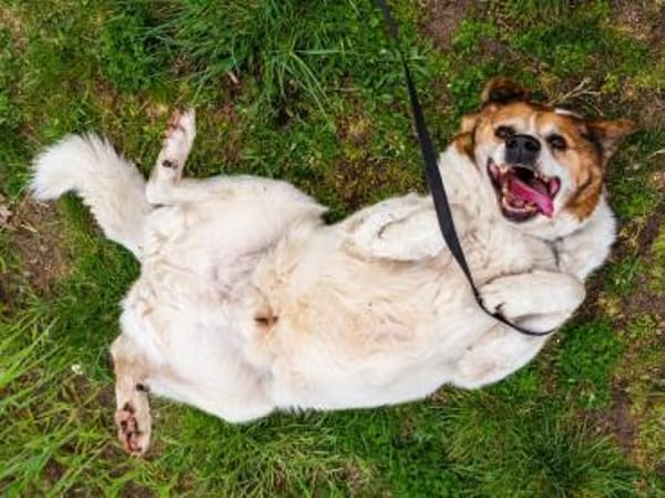 Martin  ein treuer Kerl