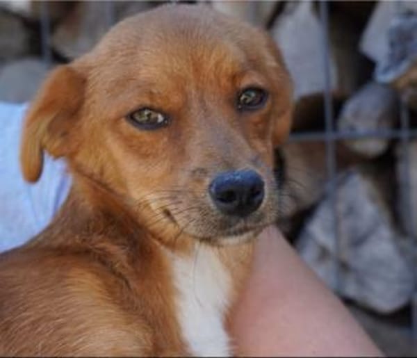 Barney  kleiner Kerl, großes Feuerwerk