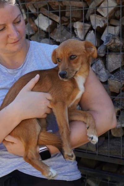 Barney  kleiner Kerl, großes Feuerwerk