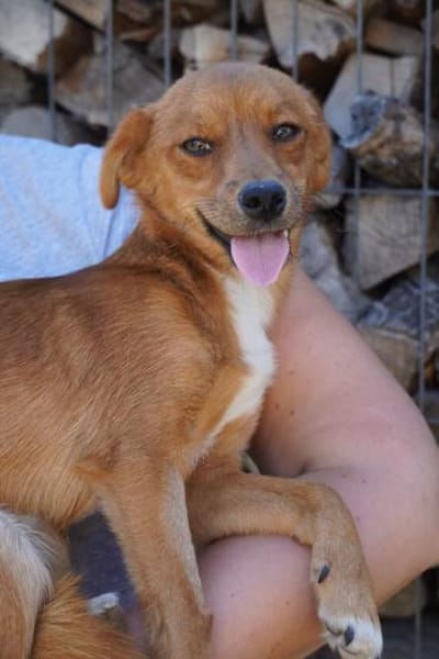 Barney  kleiner Kerl, großes Feuerwerk