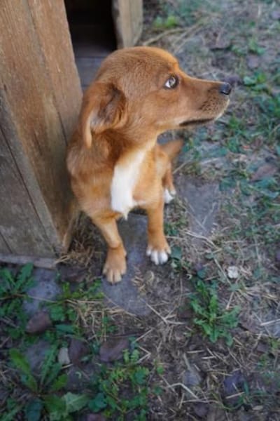 Barney  kleiner Kerl, großes Feuerwerk