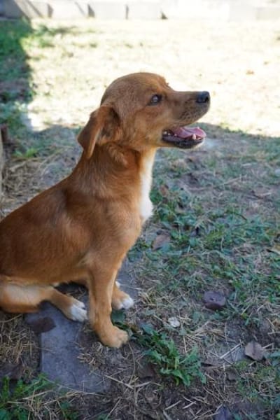 Barney  kleiner Kerl, großes Feuerwerk