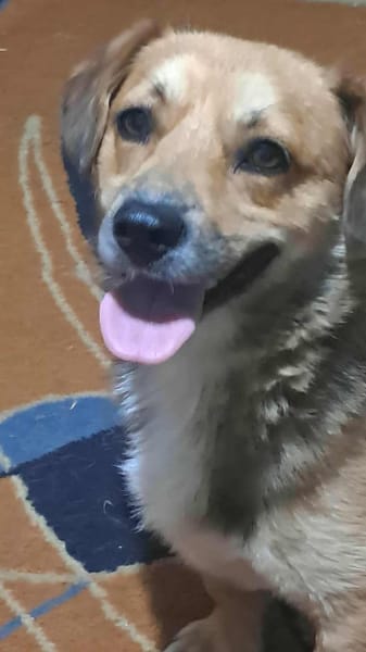 Bolek, liebenswerter Charmeur