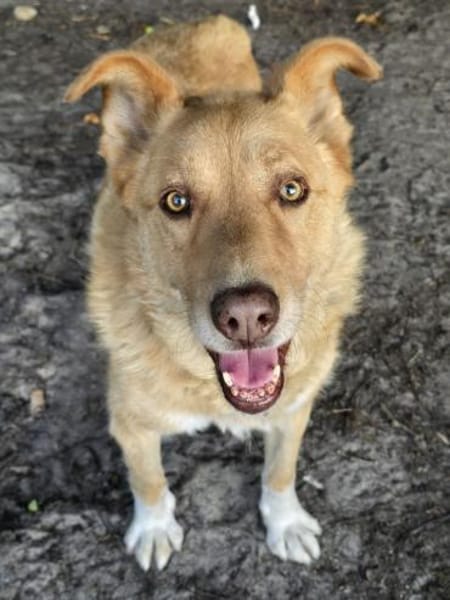 Schmusebär Tobi sucht eine liebe Familie