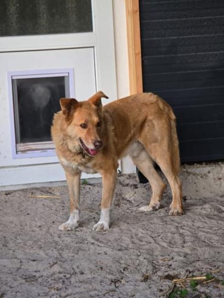 Schmusebär Tobi sucht eine liebe Familie