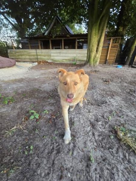 Schmusebär Tobi sucht eine liebe Familie