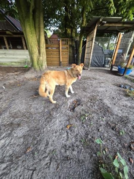 Schmusebär Tobi sucht eine liebe Familie