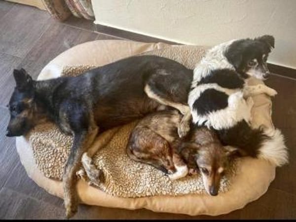 NELLO, Traumhund sucht Traumzuhause