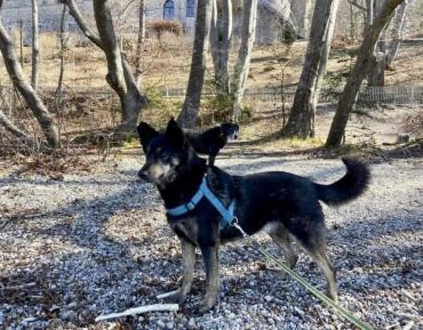 NELLO, Traumhund sucht Traumzuhause