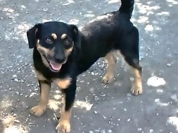 Liebenswerter Teo sucht Familie