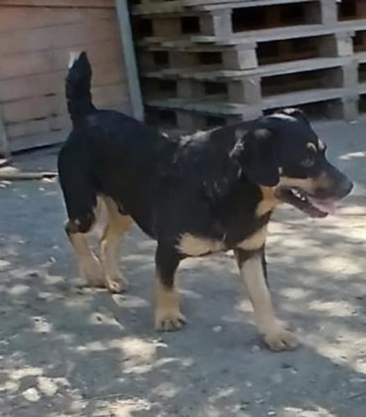 Liebenswerter Teo sucht Familie