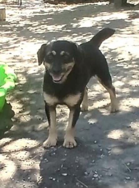 Liebenswerter Teo sucht Familie