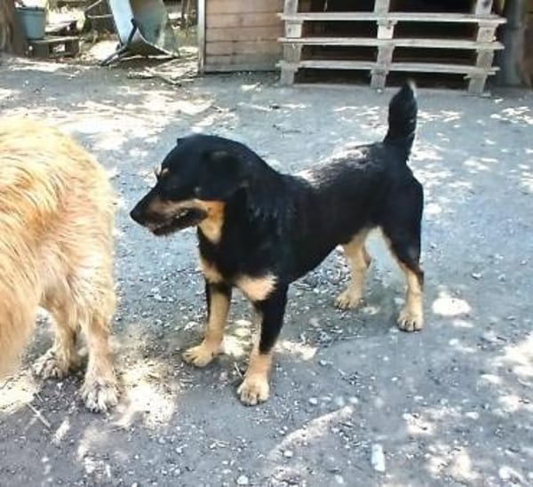 Liebenswerter Teo sucht Familie