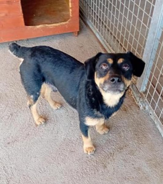 Liebenswerter Teo sucht Familie