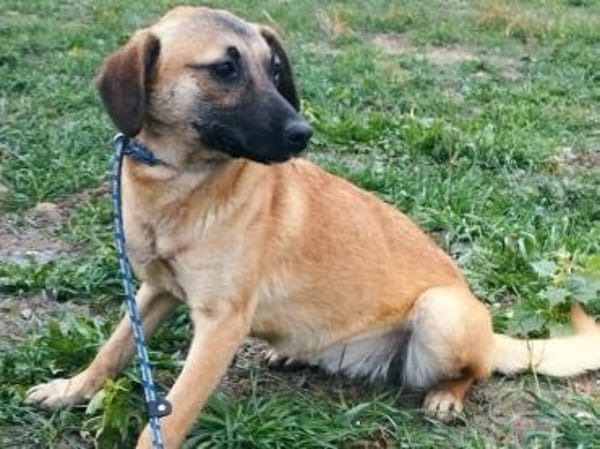 Heidi sucht ein Plätzchen