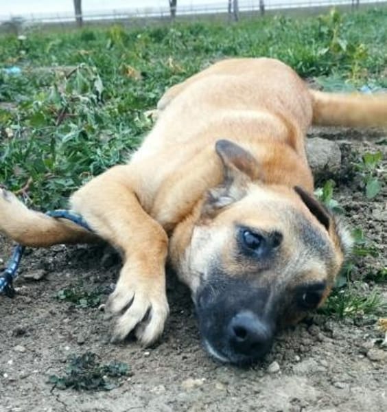Heidi sucht ein Plätzchen