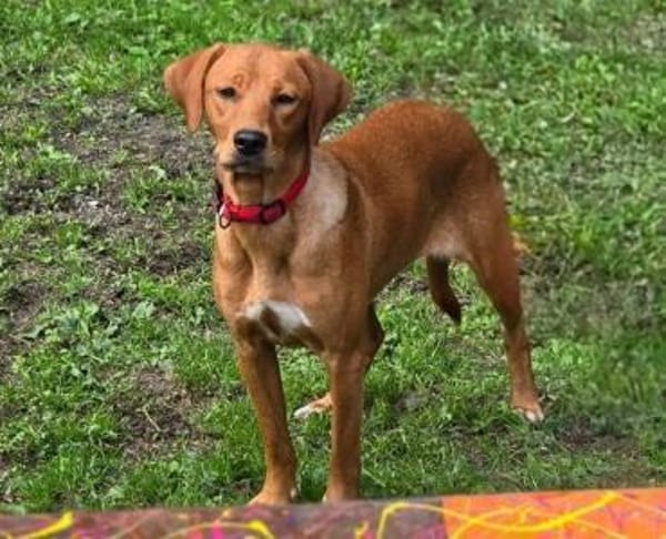 ANNIE 2 braucht Anschluss