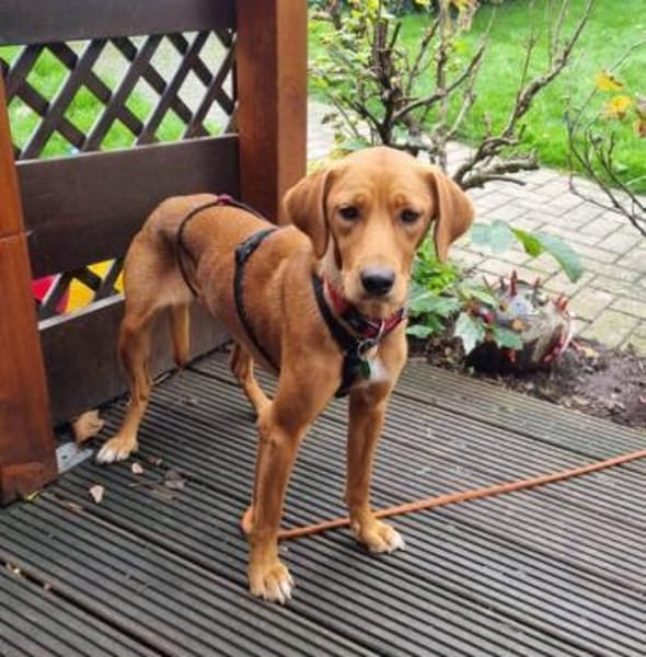 ANNIE 2 braucht Anschluss