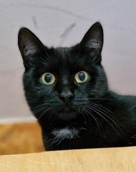 Blacky und Knöpfchen