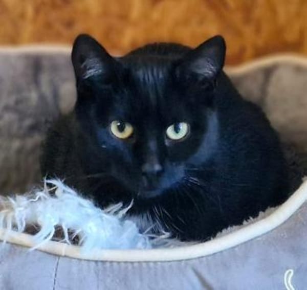 Blacky und Knöpfchen