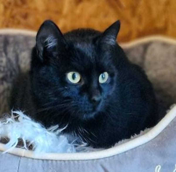 Blacky und Knöpfchen