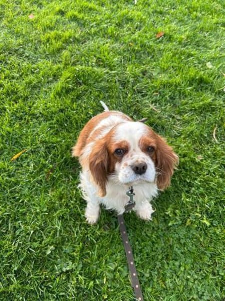 Beki,liebenswürdiger CavalierKingCharles