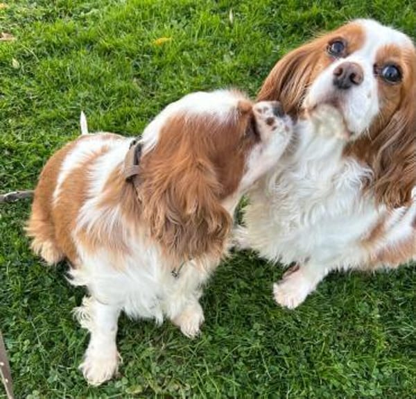 Beki,liebenswürdiger CavalierKingCharles