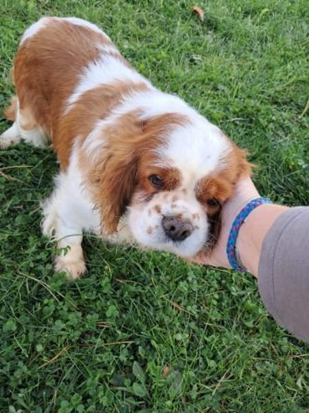 Beki,liebenswürdiger CavalierKingCharles