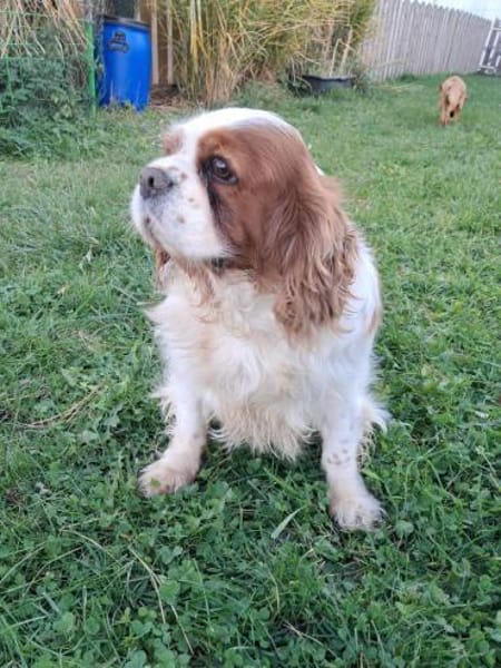 Beki,liebenswürdiger CavalierKingCharles
