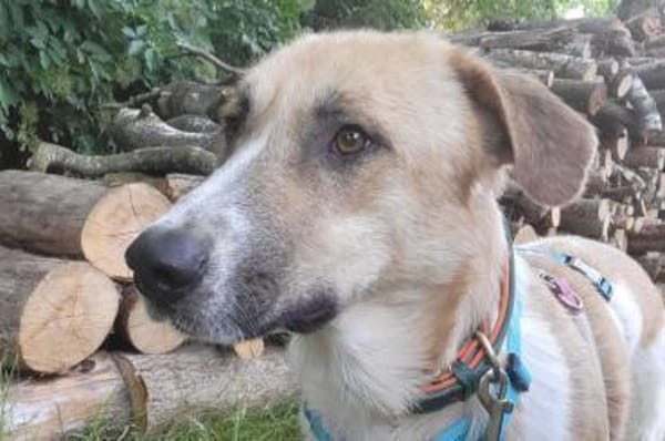 Felicio wartet in 99718 Greussen