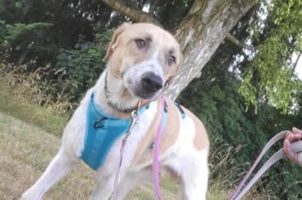 Felicio wartet in 99718 Greussen