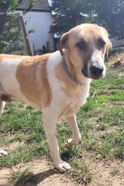 Felicio wartet in 99718 Greussen