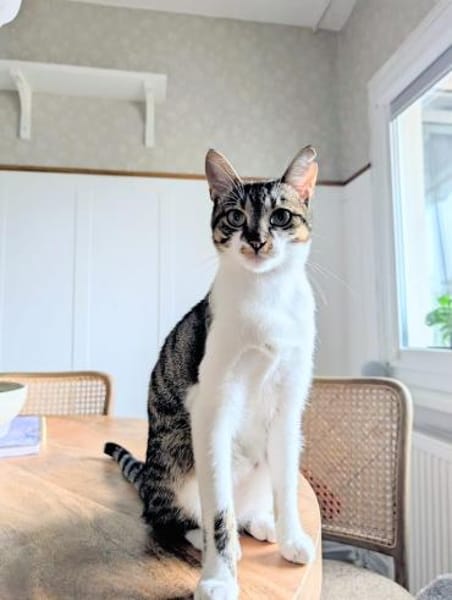 Charly aus dem Tierschutz